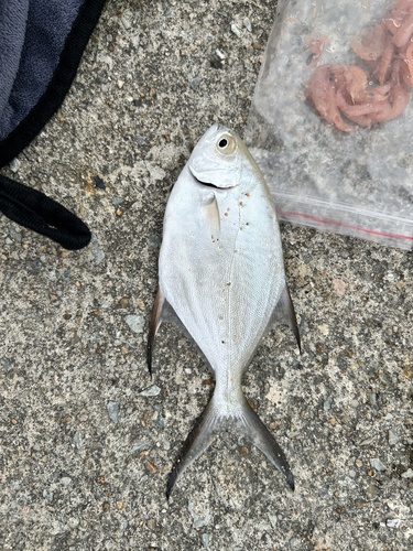 Trachinotus baillonii observed 2026-08-30