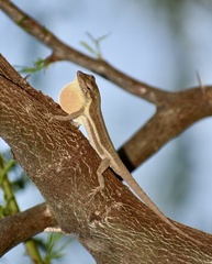 Anolis litoralis