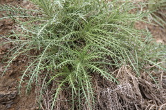 Ptilostemon echinocephalus