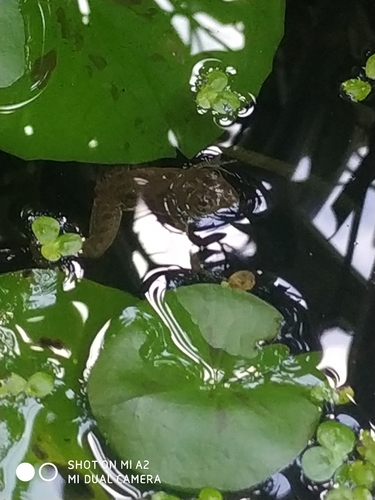 Common skittering frog