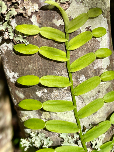 candle vine