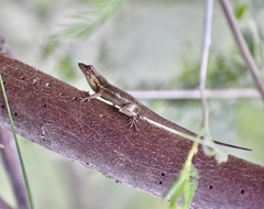 Anolis litoralis