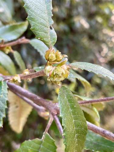 Callicoma