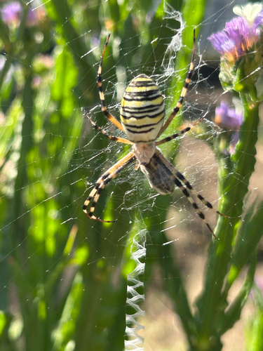 Wasp Spider