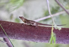 Anolis litoralis