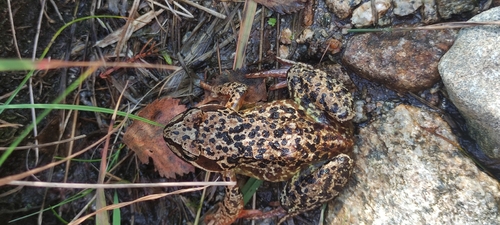 European Common Frog