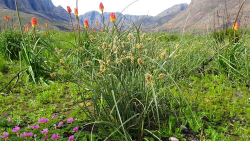 Cyperus thunbergii, photograph 2