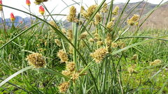 Cyperus thunbergii, photograph (c) Paul Emms, some rights reserved (CC BY-SA)