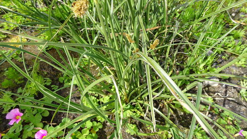 Cyperus thunbergii, photograph 4