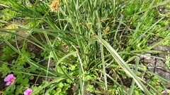 Cyperus thunbergii, photograph (c) Paul Emms, some rights reserved (CC BY-SA)