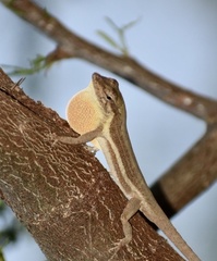 Anolis litoralis