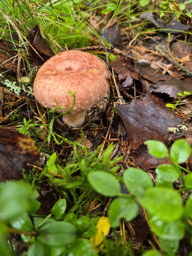 Woolly Milkcap