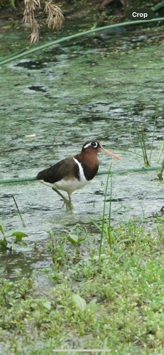 iNaturalist image