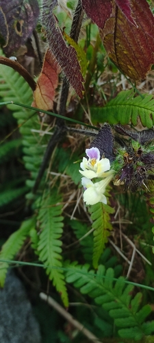 Large-flowered Hemp-nettle