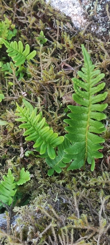 common polypody