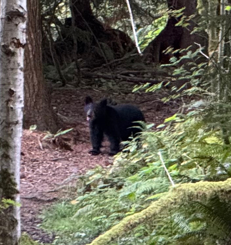 Black Bear sighting near Squamish