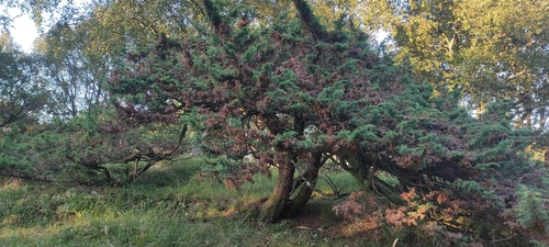 common juniper
