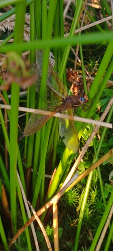 Brown Hawker