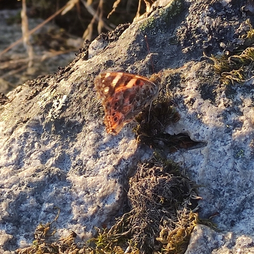 Painted Lady