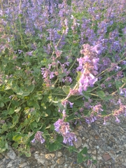 Nepeta × faassenii