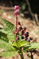 Phytolacca thyrsiflora