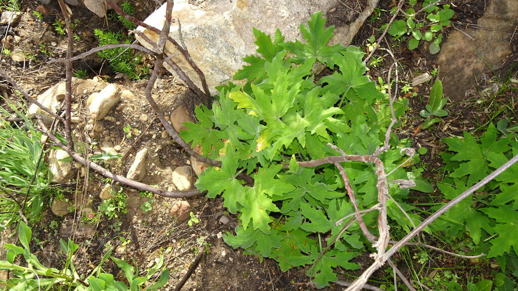 Pelargonium hispidum; photograph (c) Paul Emms, some rights reserved (CC BY-SA)