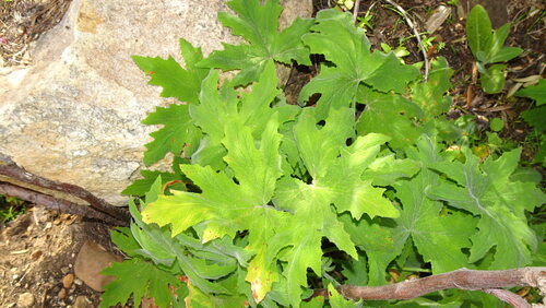 Pelargonium hispidum, photograph 2