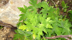 (c) Paul Emms, some rights reserved (CC BY-SA) Pelargonium hispidum, photograph (c) Paul Emms, some rights reserved (CC BY-SA)