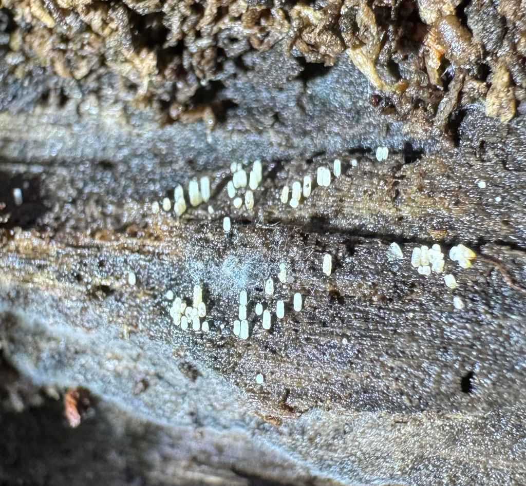 white tubelet · August 2026 · photo: Photo: no rights reserved · iNaturalist