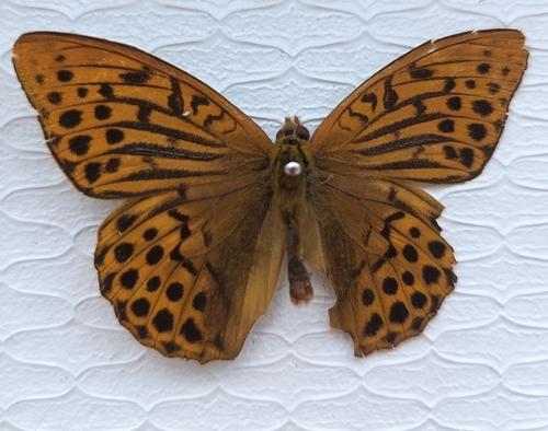 Silver-washed Fritillary
