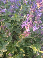 Nepeta × faassenii