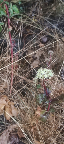 Great Stonecrop