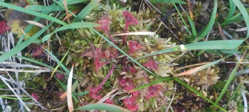 round-leaved sundew