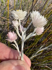 Achyranthemum paniculatum, photograph (c) Charleen Brunke, some rights reserved (CC BY)