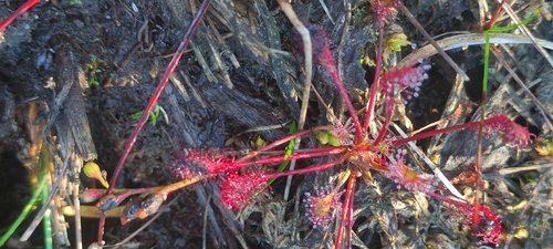 spoonleaf sundew