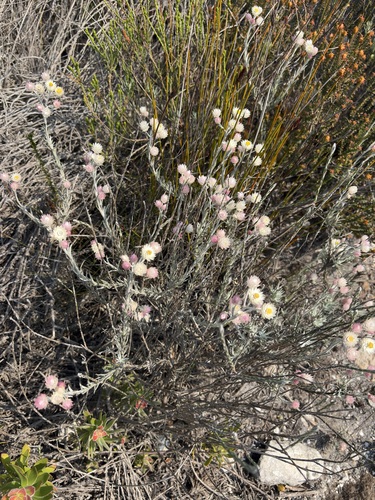 Achyranthemum paniculatum