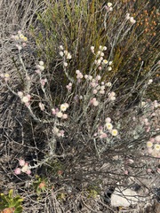 Achyranthemum paniculatum