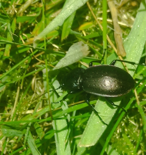 Bronze Ground Beetle