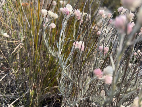 Achyranthemum paniculatum, photograph 4