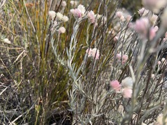 Achyranthemum paniculatum, photograph (c) Charleen Brunke, some rights reserved (CC BY)