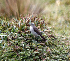 Muscisaxicola alpinus