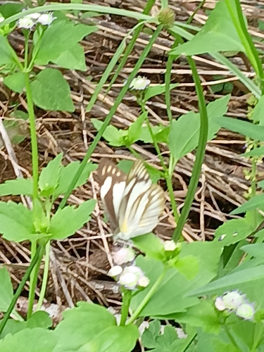Striped Albatross