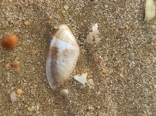 Donax variegatus, 2026-08-31