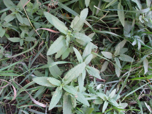 Nepeta sibirica, photograph 4