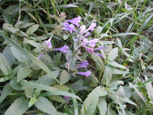Nepeta sibirica, photograph 5