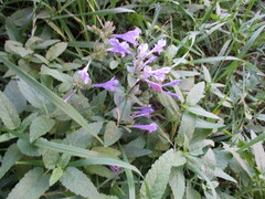 Nepeta sibirica, photograph author not stated, no rights reserved