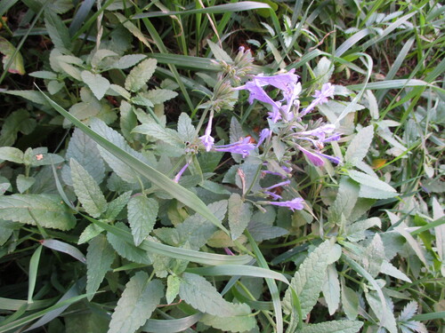Nepeta sibirica, photograph 6