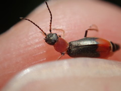 Cerapheles terminatus