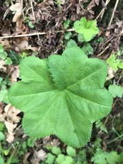 Alchemilla mollis
