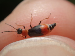 Cerapheles terminatus